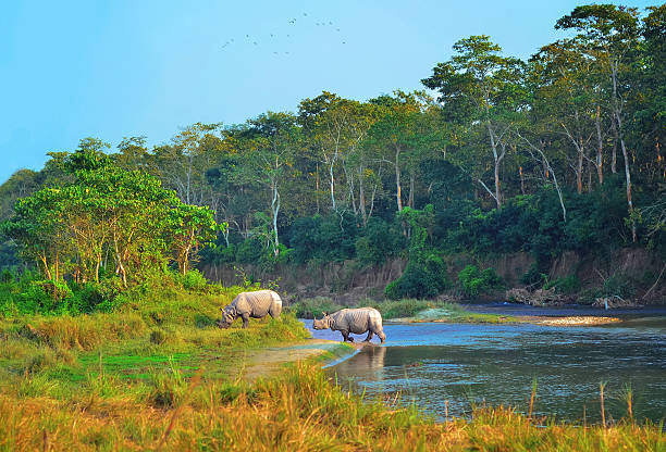  chitwan-national-park